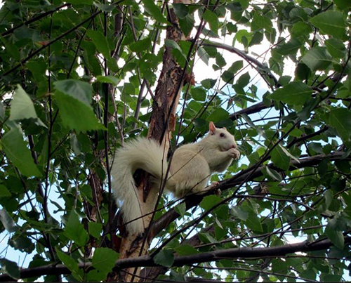 white squirrel